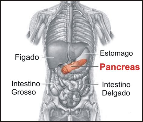 onde fica localizado o pancreas
